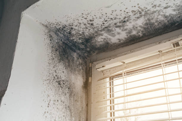 Affordable Mold Cleanup solutions in Bridgeport, WA